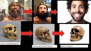 Homo Heidelbergensis 
Homo Neanderthalensis Homo sapiens 
 