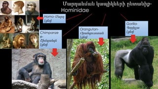 Մարդանման կապիկների ընտանիք- 
Hominidae 
Homo-Մարդ 
(ցեղ ) 
Orangutan- 
Օրանգուտտան 
(ցեղ ) 
Gorilla- 
Գորիլլա 
Chimpanze (ցեղ) 
e- 
Շիմպանզե 
(ցեղ ) 
 