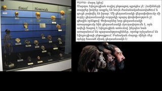 Homo- մարդ (ցեղ) 
Մարդու էվոլյուցիան ուղիղ ընթացող պրոցես չէ: Հոմինների 
տարբեր խմբեր ապրել են նույն ժամանակահատվածում և 
գուցե բախվել են իրար: Մի ցեղատեսակի վերափոխումը մի 
ուրիշ ցեղատեսակի ուղղակի պարզ փոփոխություն չէ 
գծային օրենքով: Փոխարենը նոր ցեղատեսակի 
առաջացումը հին ցեղատեսակի ճյուղավորումն է, որն 
ավելի հաջող է էվոլյուցիոն առումով, ինչպես նաև 
առաջանում են պարաանթրոպիններ, որոնք ոչնչանում են 
էվոլյուցիայի ընթացքում: Բանական մարդը մինչև մեր 
օրերը հասած միակ ցեղատեսակն է: 
 