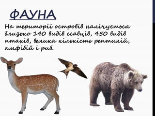 ФАУНА 
На території островів налічується 
близько 140 видів ссавців, 450 видів 
птахів, велика кількість рептилій, 
амфібій і риб. 
 