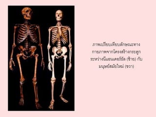 ภาพเปรียบเทียบลักษณะทาง 
กายภาพจากโครงสร้างกระดูก 
ระหว่างนีแอนเดอร์ธัล (ซ้าย) กับ 
มนุษย์สมัยใหม่ (ขวา) 
 