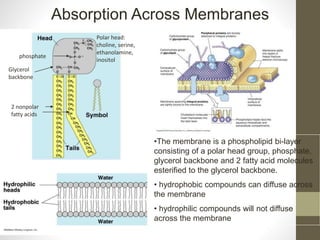 Absorption Across Membranes 
Polar head: 
choline, serine, 
ethanolamine, 
inositol 
phosphate 
Glycerol 
backbone 
2 nonpolar 
fatty acids 
•The membrane is a phospholipid bi-layer 
consisting of a polar head group, phosphate, 
glycerol backbone and 2 fatty acid molecules 
esterified to the glycerol backbone. 
• hydrophobic compounds can diffuse across 
the membrane 
• hydrophilic compounds will not diffuse 
across the membrane 
 