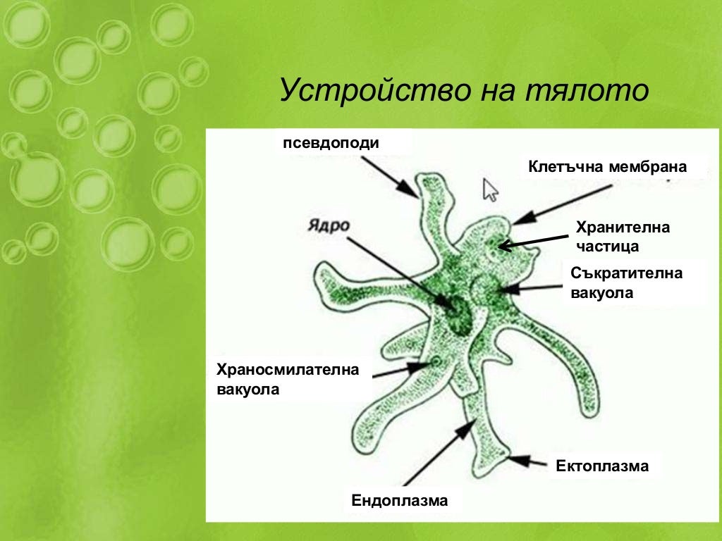 едноклетъчни животни