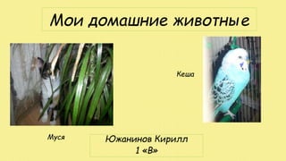 Мои домашние животные 
Южанинов Кирилл 
1 «В» 
Муся 
Кеша 
 