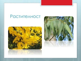 Растителност 
 