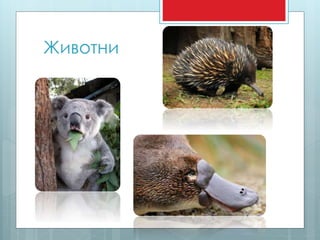 Avstralia