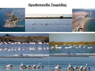 Ορνιθοπανίδα Τουρλίδας 
 