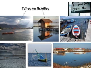 Γαΐτες και Πελάδες 
 