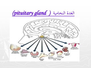 (pituitary gland ) الغدة النخامية 
 