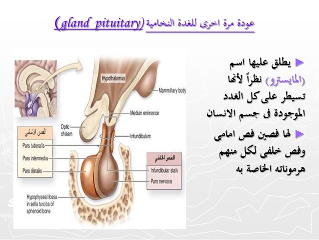 اغسل النوافذ الإذن مادة الاحياء ادوية تنشيط الغدة النخامية Allusacars Com