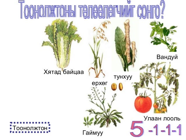 ургамлын овгууд