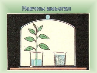 амьд биеийн амьсгал | PPT