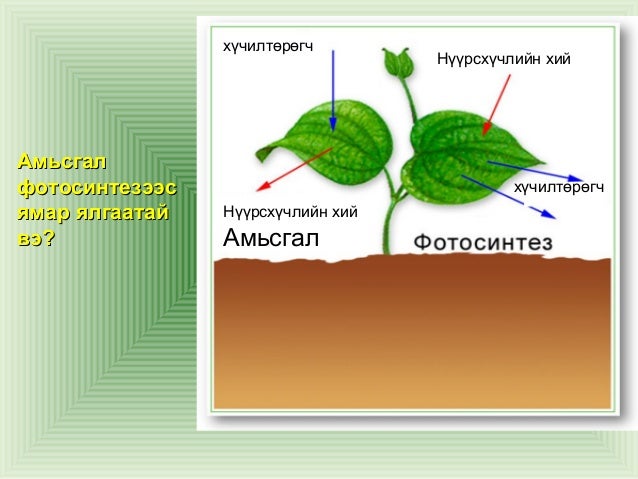 амьд биеийн амьсгал