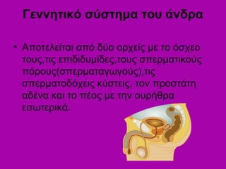 Γεννητικό σύστημα του άνδρα
• Αποτελείται από δύο ορχείς με το όσχεο
τους,τις επιδιδυμίδες,τους σπερματικούς
πόρους(σπερματαγωγούς),τις
σπερματοδόχεις κύστεις, τον προστάτη
αδένα και το πέος με την ουρήθρα
εσωτερικά.
 