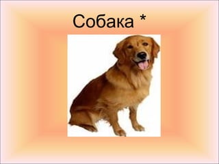 Собака *
 