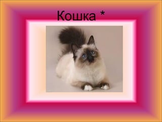 Кошка *
 