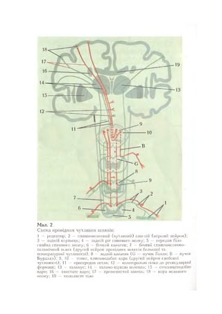 Нервові хвороби. Віничук С. М.,  2001.к-сть сторінок-397