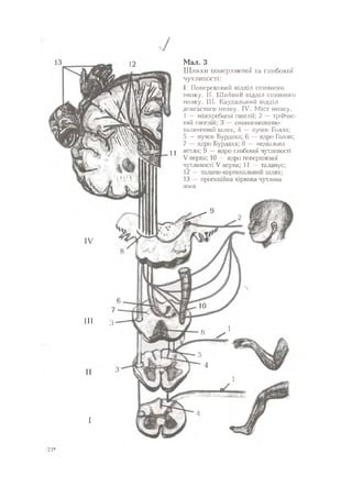 Нервові хвороби. Віничук С. М.,  2001.к-сть сторінок-397