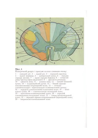 Нервові хвороби. Віничук С. М.,  2001.к-сть сторінок-397