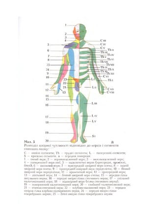 Нервові хвороби. Віничук С. М.,  2001.к-сть сторінок-397