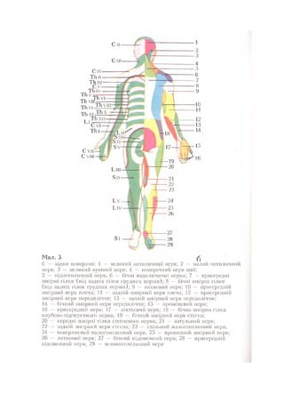 Нервові хвороби. Віничук С. М.,  2001.к-сть сторінок-397