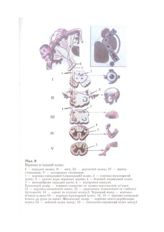Нервові хвороби. Віничук С. М.,  2001.к-сть сторінок-397