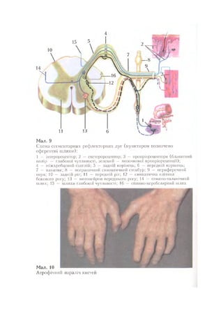 Нервові хвороби. Віничук С. М.,  2001.к-сть сторінок-397