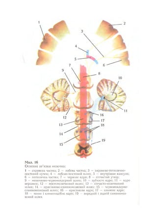 Нервові хвороби. Віничук С. М.,  2001.к-сть сторінок-397