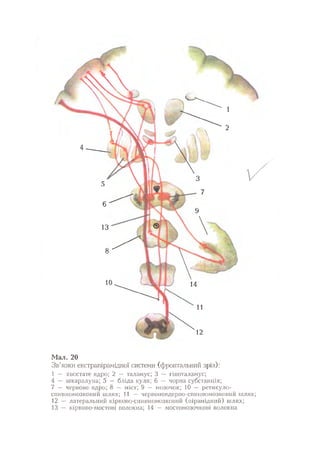 Нервові хвороби. Віничук С. М.,  2001.к-сть сторінок-397