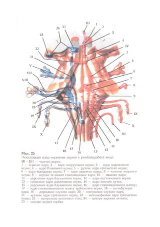 Нервові хвороби. Віничук С. М.,  2001.к-сть сторінок-397