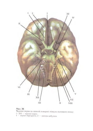 Нервові хвороби. Віничук С. М.,  2001.к-сть сторінок-397