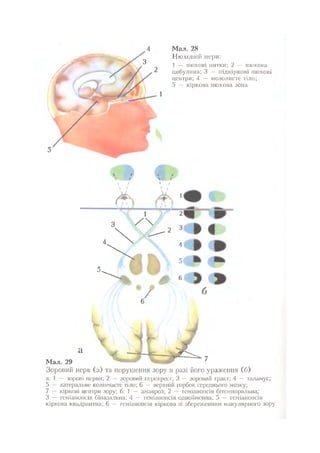 Нервові хвороби. Віничук С. М.,  2001.к-сть сторінок-397