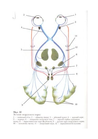 Нервові хвороби. Віничук С. М.,  2001.к-сть сторінок-397