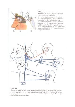 Нервові хвороби. Віничук С. М.,  2001.к-сть сторінок-397