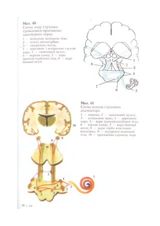 Нервові хвороби. Віничук С. М.,  2001.к-сть сторінок-397