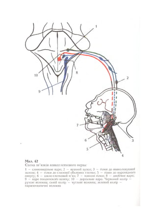 Нервові хвороби. Віничук С. М.,  2001.к-сть сторінок-397