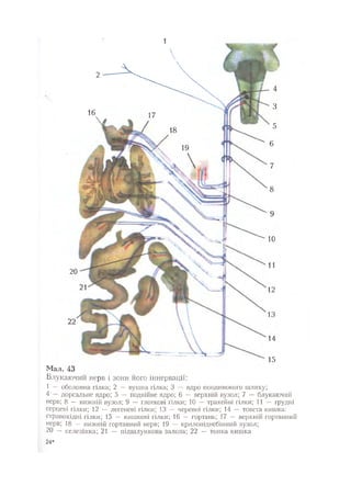 Нервові хвороби. Віничук С. М.,  2001.к-сть сторінок-397