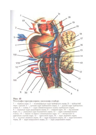 Нервові хвороби. Віничук С. М.,  2001.к-сть сторінок-397