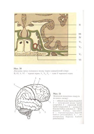 Нервові хвороби. Віничук С. М.,  2001.к-сть сторінок-397