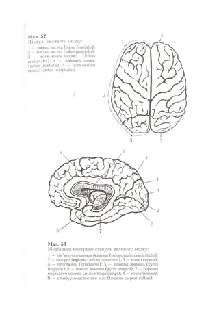 Нервові хвороби. Віничук С. М.,  2001.к-сть сторінок-397