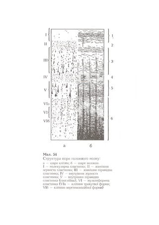 Нервові хвороби. Віничук С. М.,  2001.к-сть сторінок-397