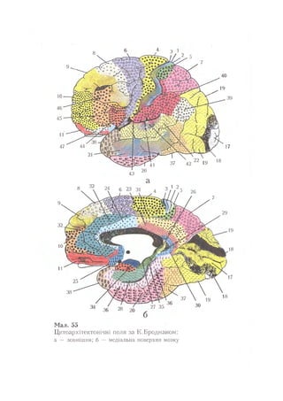 Нервові хвороби. Віничук С. М.,  2001.к-сть сторінок-397