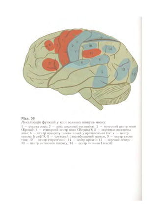 Нервові хвороби. Віничук С. М.,  2001.к-сть сторінок-397