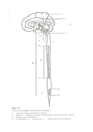 Нервові хвороби. Віничук С. М.,  2001.к-сть сторінок-397