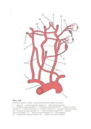 Нервові хвороби. Віничук С. М.,  2001.к-сть сторінок-397