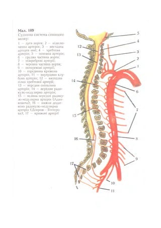 Нервові хвороби. Віничук С. М.,  2001.к-сть сторінок-397