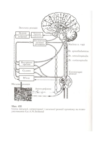 Нервові хвороби. Віничук С. М.,  2001.к-сть сторінок-397