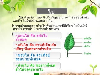 • แผ่นใบ คือ แผ่นใบ 
ทั้งหมด 
• เส้นใบ คือ ส่วนที่เป็นเส้น 
เล็กๆ ที่แตกจำกก้ำนใบ 
www.themegallery.com 
ใบ 
ใบ คืออวัยวะของพืชที่เจริญออกมำจำกข้อของลำำต้น 
และกิ่ง ใบมีรูปร่ำงแตกตำกกัน 
ไปตำมลักษณะของพืช ใบพืชส่วนมำกมีสีเขียว ใบมีหน้ำที่ 
หำยใจ คำยนำ้ำ และช่วยปรุงอำหำร 
ให้พืช สำรขีเขียวที่ใบนี้ เรำเรียกว่ำ คลอโรฟิลล์ 
• ขอบใบ คือ ส่วนที่อยู่ 
รอบๆ ใบทั้งหมด 
• ก้ำนใบ คือ ท่อยำวตั้งแต่ 
ขั้วใบจรดปลำยใบ 
 