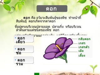 www.themegallery.com 
ดอก 
ดอก คือ อวัยวะสืบพันธุ์ของพืช ทำำหน้ำที่ 
สืบพันธุ์ ดอกเกิดจำกตำดอก 
ที่อยู่ตรงบริเวณปลำยยอด ปลำยกิ่ง หรือบริเวณ 
ลำำต้นตำมแต่ชนิดของพืช ดอก 
• แต่ดละอชก 
นิดมีควำมแตกต่ำงกัน แต่มีโครงสร้ำงพื้นฐำน 
ที่คล้ำยกัน 
เดี่ยว 
• ดอก 
ช่อ 
• ดอก 
รวม 
กลีบดอก 
เกสร 
เตกัวสผรู้ตัว 
เมีย 
กลีบ 
เลี้ยง 
 