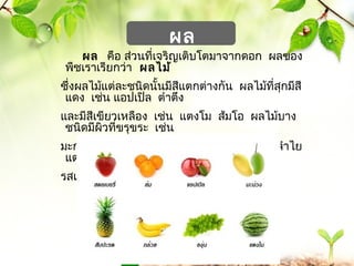 www.themegallery.com 
ผล 
ผล คือ ส่วนที่เจริญเติบโตมำจำกดอก ผลของ 
พืชเรำเรียกว่ำ ผลไม้ 
ซึ่งผลไม้แต่ละชนิดนั้นมีสีแตกต่ำงกัน ผลไม้ที่สุกมีสี 
แดง เช่น แอปเปิล ตำำตึง 
และมีสีเขียวเหลือง เช่น แตงโม ส้มโอ ผลไม้บำง 
ชนิดมีผิวที่ขรุขระ เช่น 
มะกรูด มะระ ผลไม้บำงชนิดมีรสหวำน เช่น ลำำไย 
แตงโม ผลไม้บำงชนิดมี 
รสเปรี้ยว เช่น มะไฟ มะนำว 
 